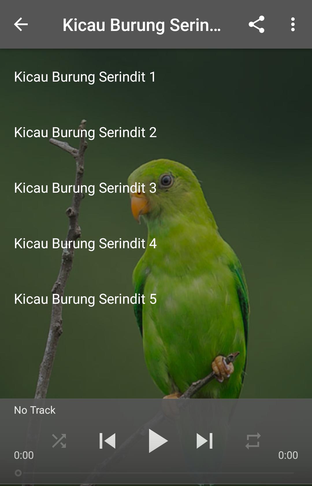 Detail Gambar Burung Serindit Nomer 30