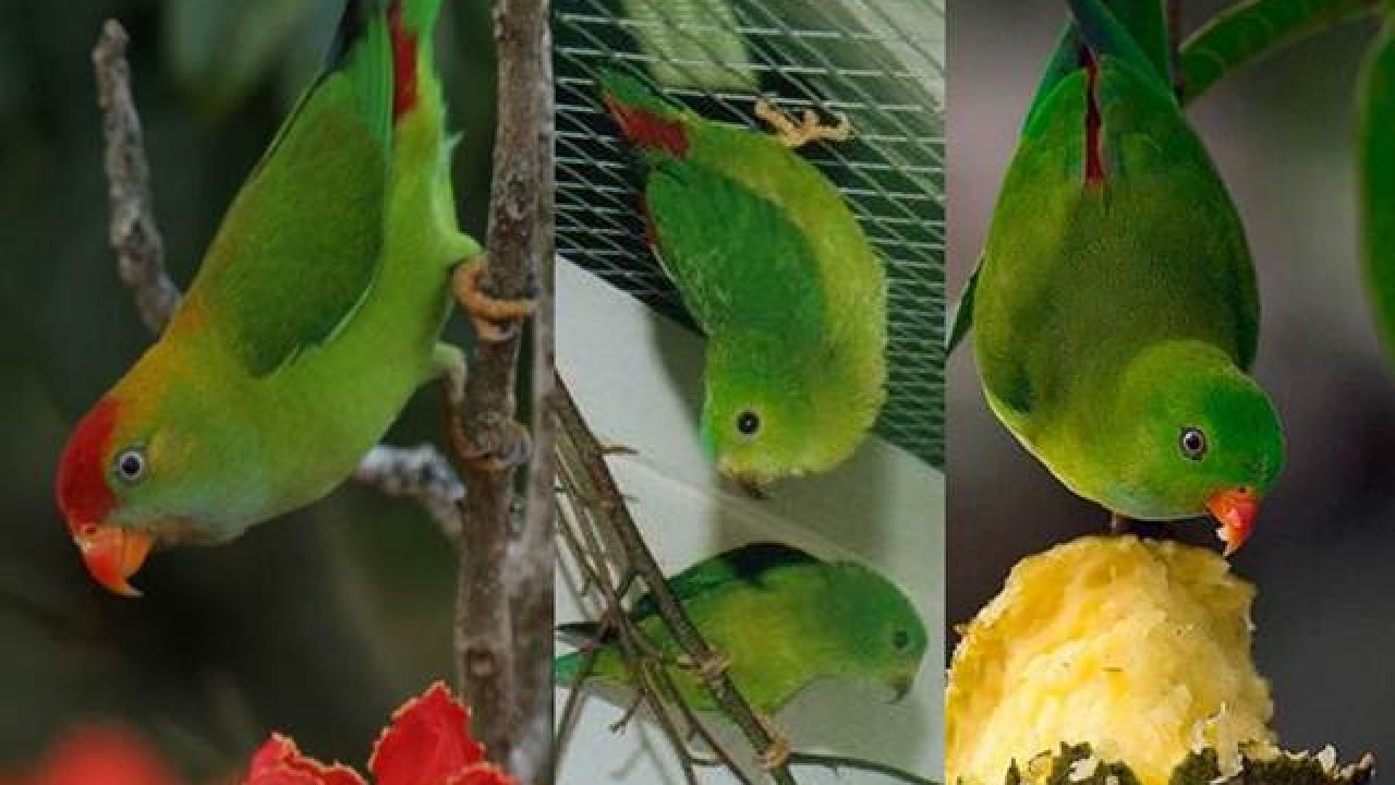 Detail Gambar Burung Serindit Nomer 35