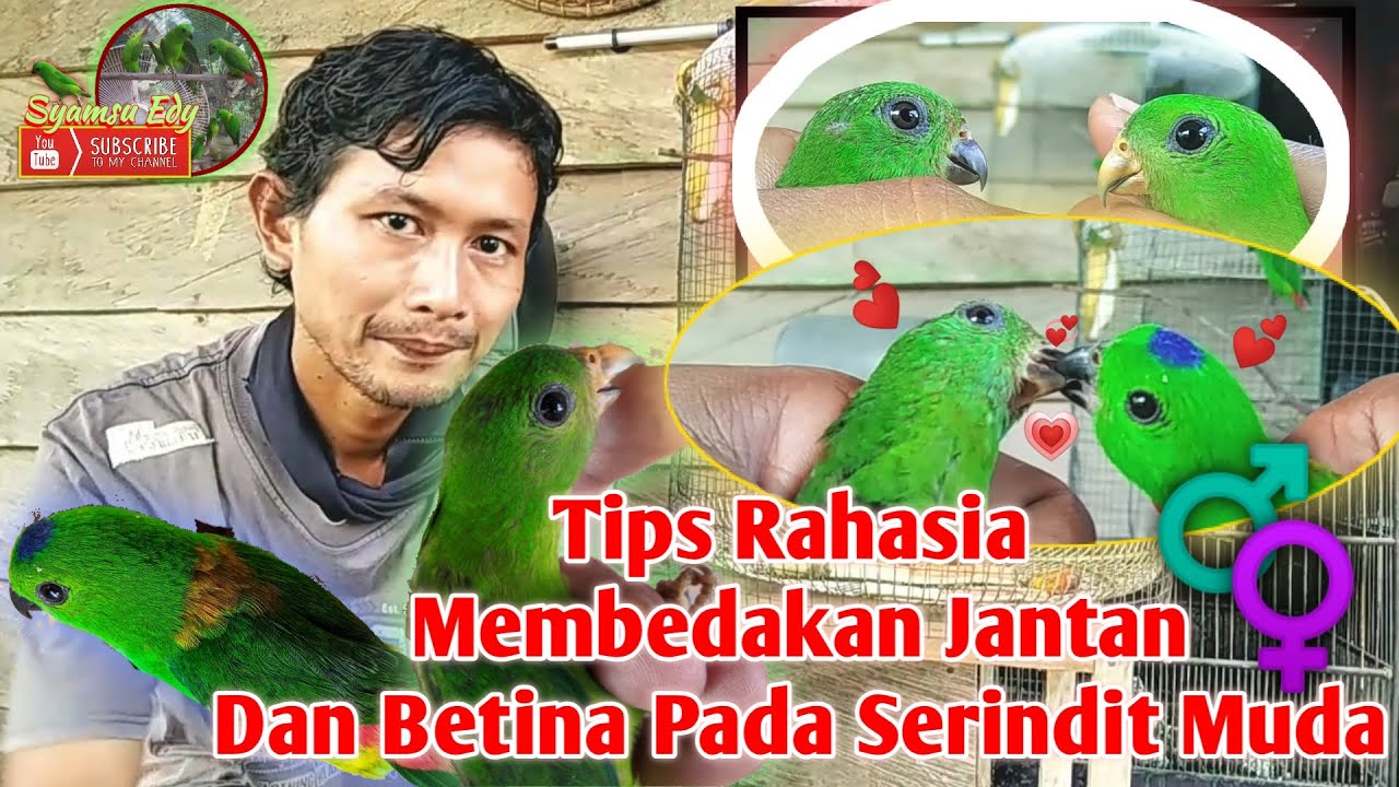 Detail Gambar Burung Serindit Nomer 43