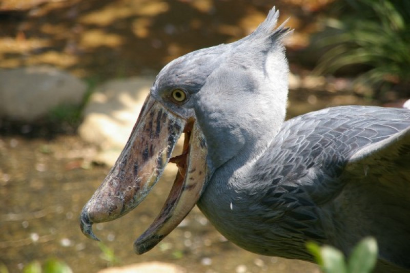 Gambar Burung Shoebill - KibrisPDR