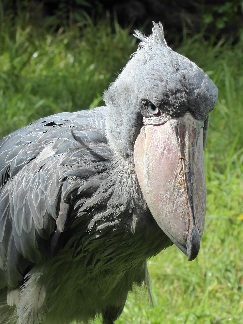 Detail Gambar Burung Shoebill Nomer 15