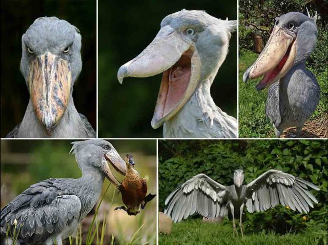 Detail Gambar Burung Shoebill Nomer 17