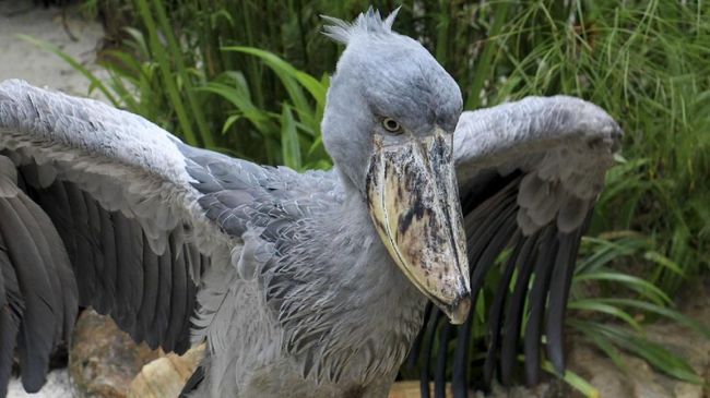 Detail Gambar Burung Shoebill Nomer 19