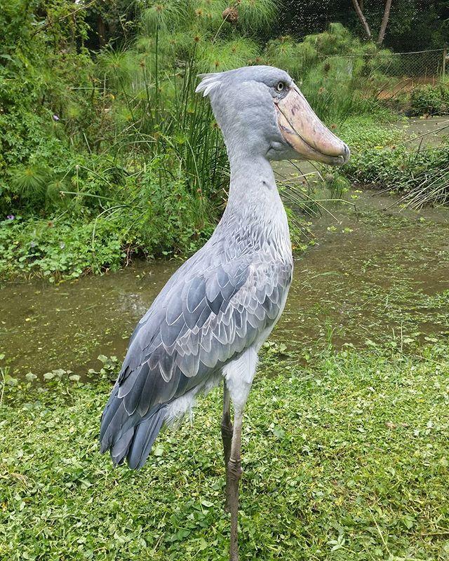 Detail Gambar Burung Shoebill Nomer 20