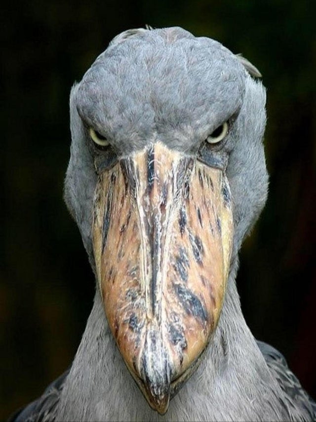 Detail Gambar Burung Shoebill Nomer 24