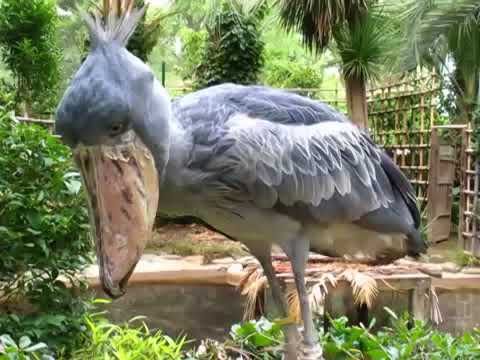 Detail Gambar Burung Shoebill Nomer 30