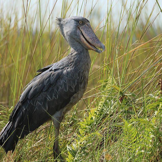 Detail Gambar Burung Shoebill Nomer 31