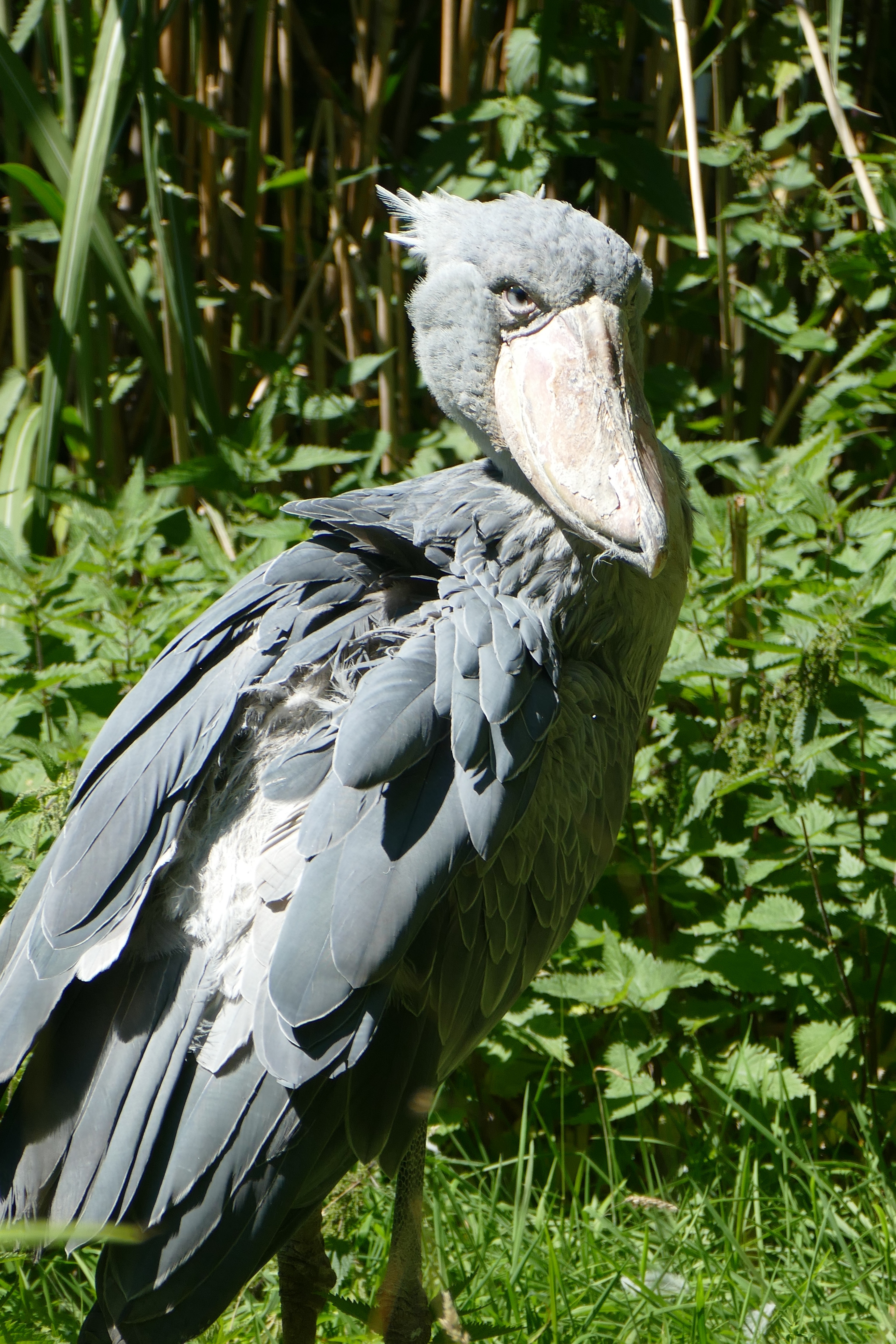 Detail Gambar Burung Shoebill Nomer 32