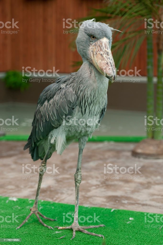 Detail Gambar Burung Shoebill Nomer 33