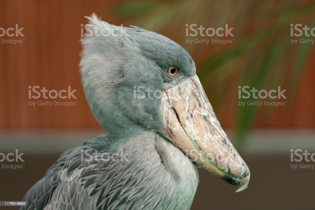 Detail Gambar Burung Shoebill Nomer 34