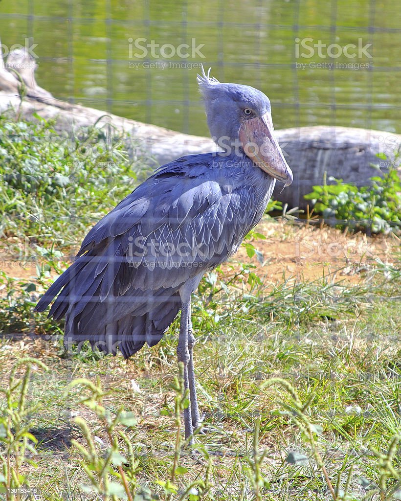 Detail Gambar Burung Shoebill Nomer 36