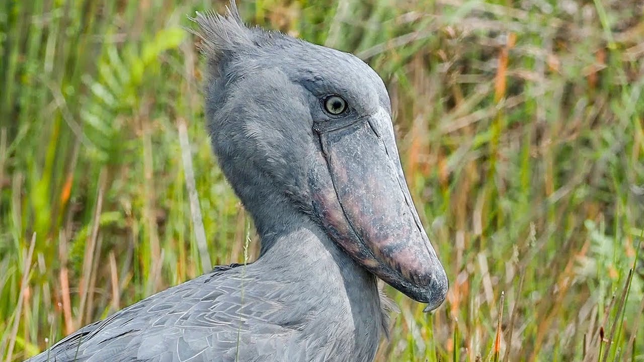 Detail Gambar Burung Shoebill Nomer 39