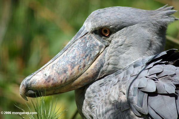 Detail Gambar Burung Shoebill Nomer 40