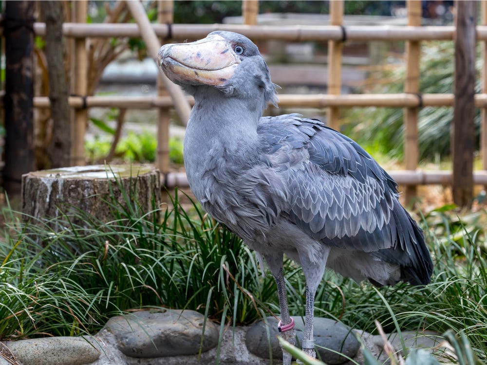 Detail Gambar Burung Shoebill Nomer 42