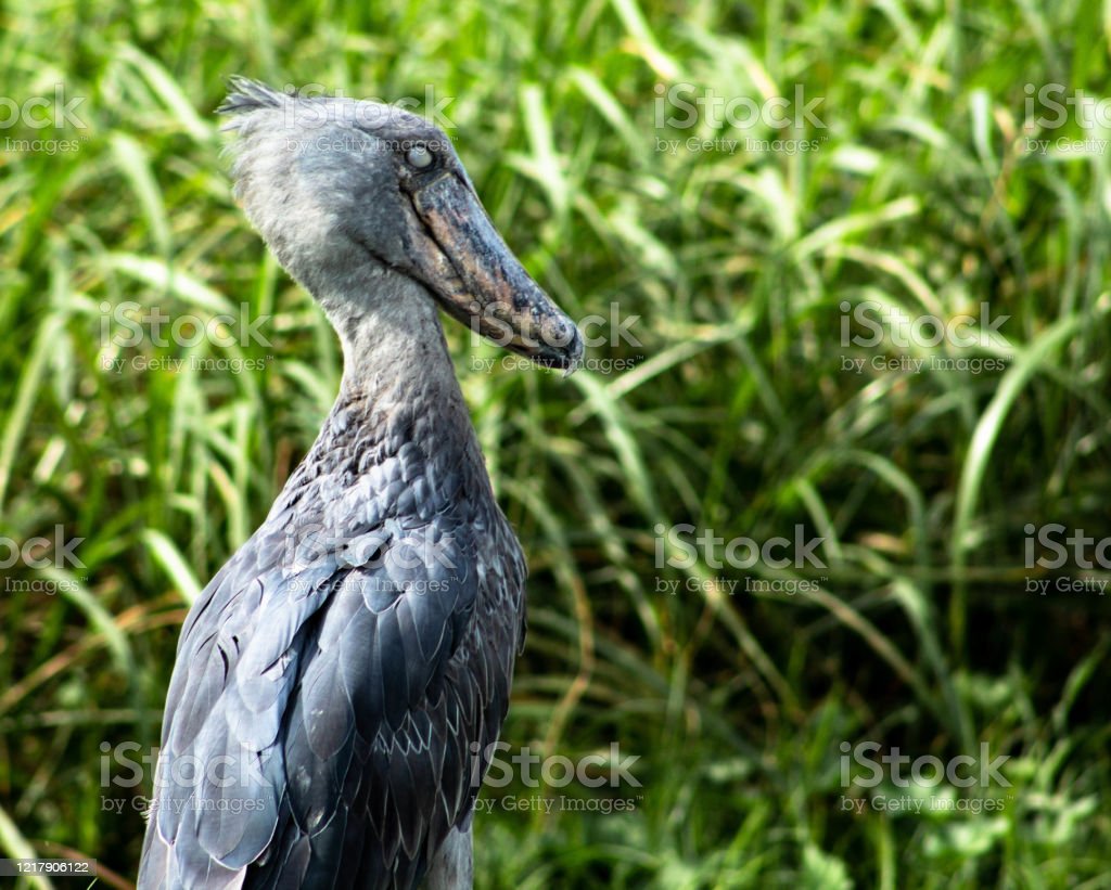 Detail Gambar Burung Shoebill Nomer 47