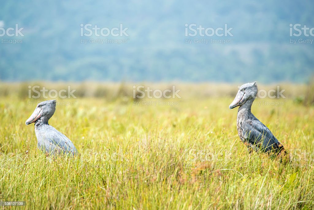 Detail Gambar Burung Shoebill Nomer 48