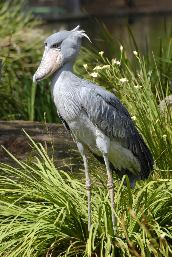 Detail Gambar Burung Shoebill Nomer 50