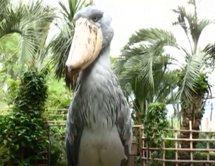 Detail Gambar Burung Shoebill Nomer 52