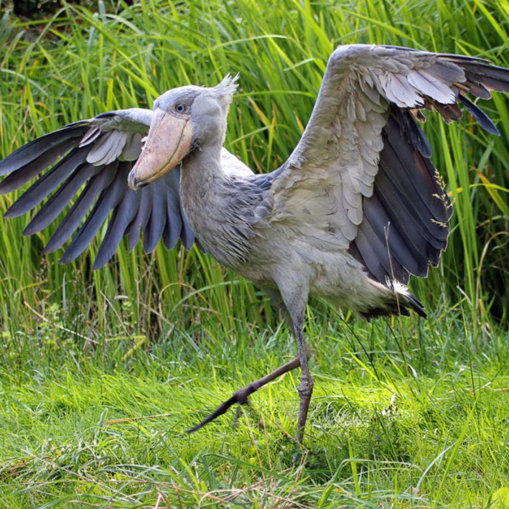 Detail Gambar Burung Shoebill Nomer 7