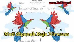 Detail Gambar Burung Siotantina Nomer 17