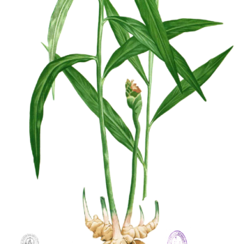 Detail Ingwer Botanisch Nomer 2