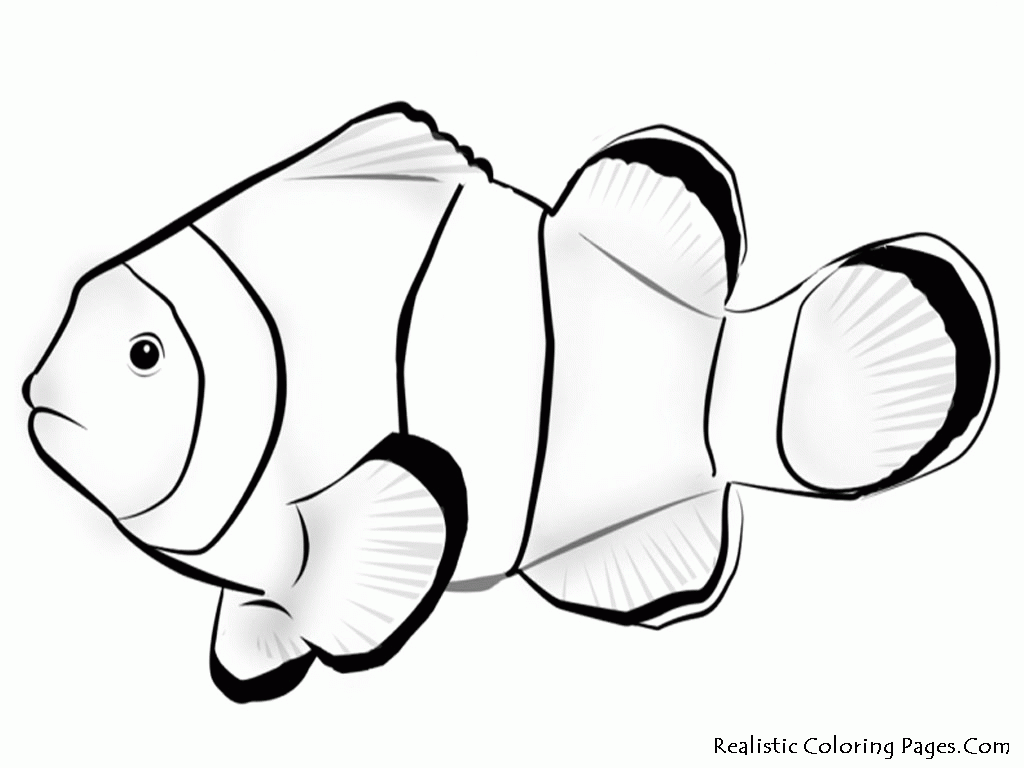 Detail Nemo Fisch Nomer 14