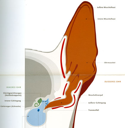 Detail Anatomie Der Katze Nomer 3