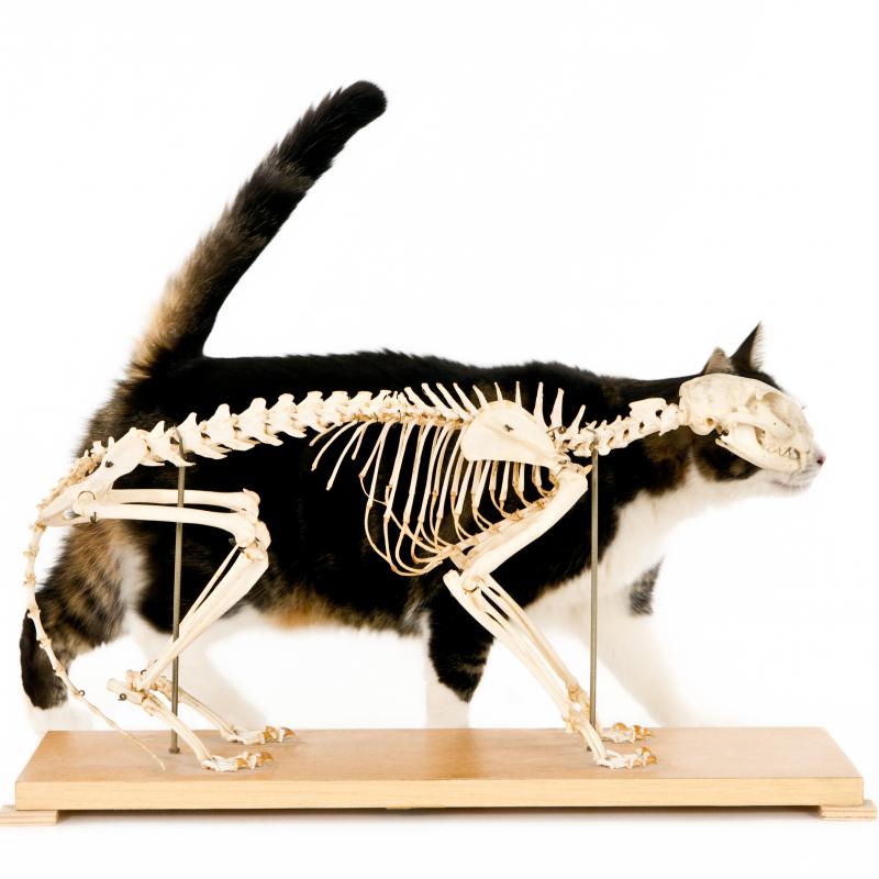 Detail Anatomie Der Katze Nomer 4