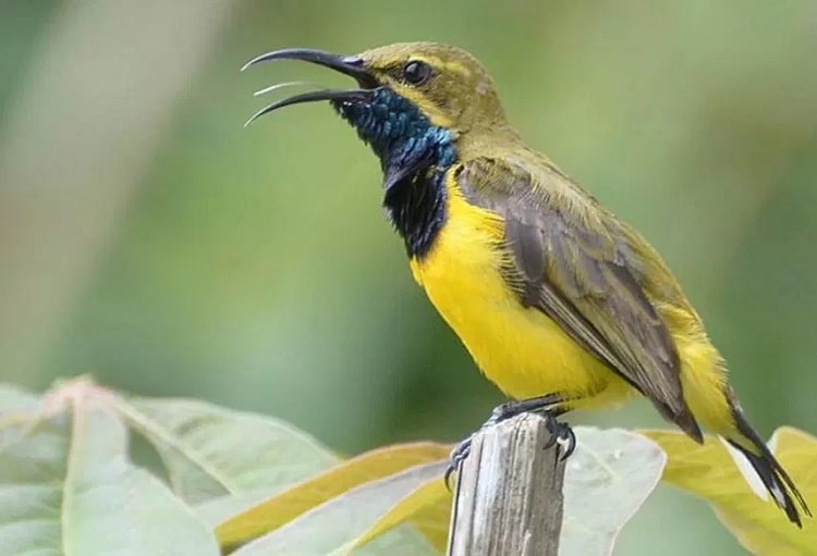 Gambar Burung Sogok Ontong - KibrisPDR