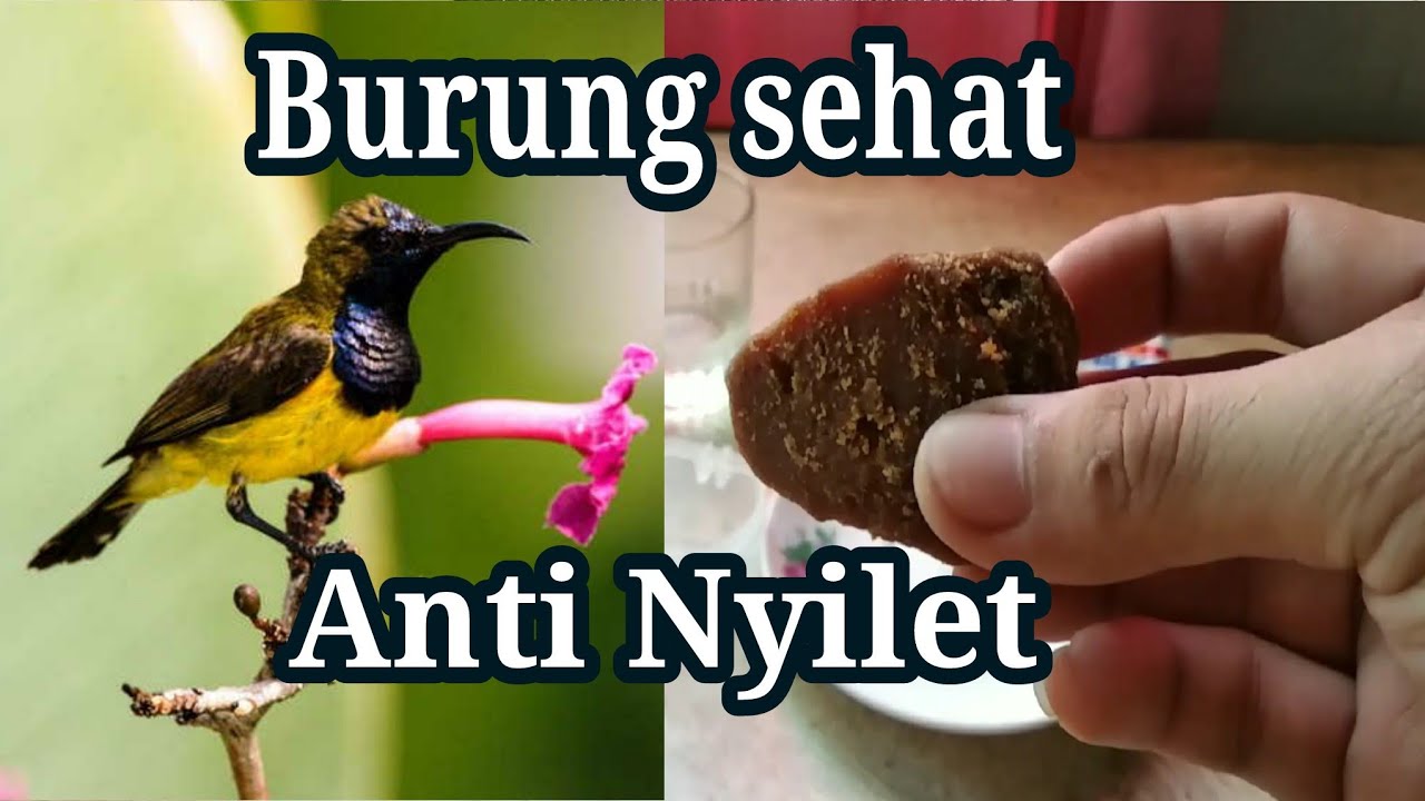 Detail Gambar Burung Sogok Ontong Nomer 32