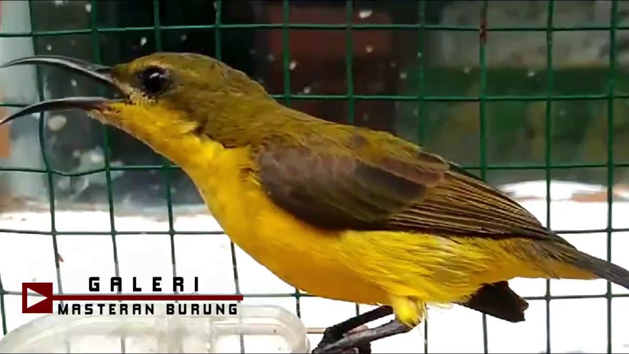 Detail Gambar Burung Sogok Ontong Nomer 33