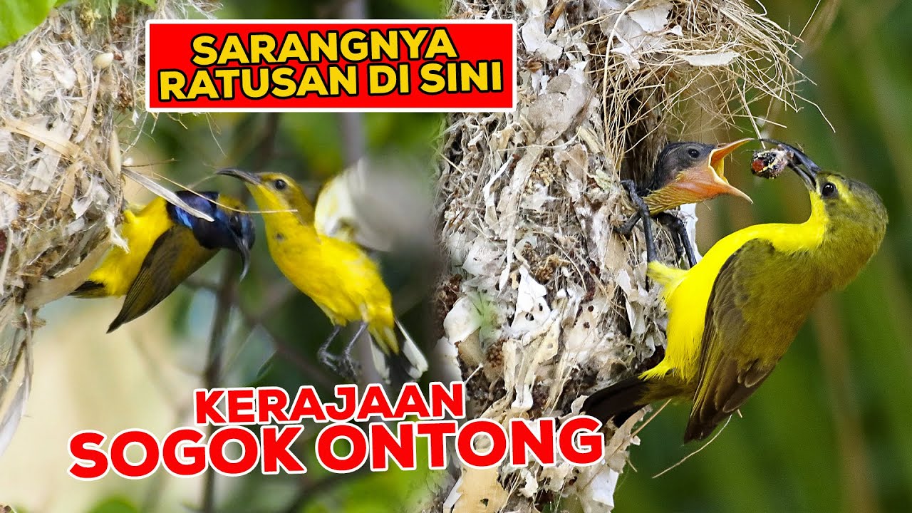 Detail Gambar Burung Sogok Ontong Nomer 38