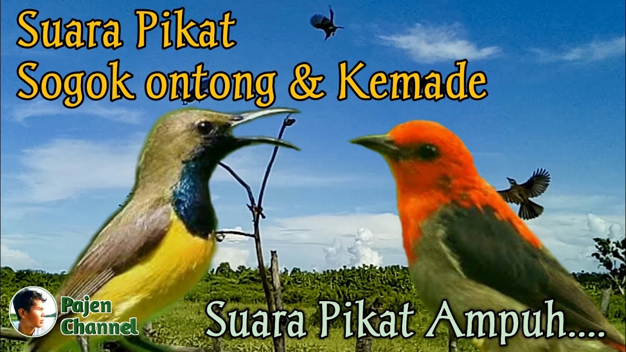 Detail Gambar Burung Sogok Ontong Nomer 47