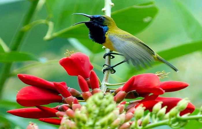 Detail Gambar Burung Sogok Otong Nomer 50