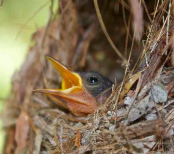 Detail Gambar Burung Sogok Otong Nomer 58