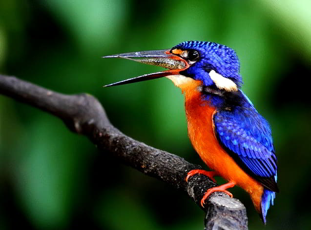 Gambar Burung Tengkek - KibrisPDR