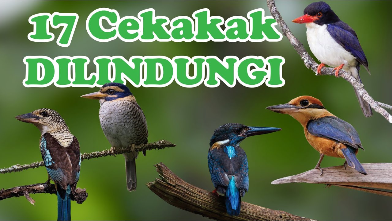 Detail Gambar Burung Tengkek Nomer 42