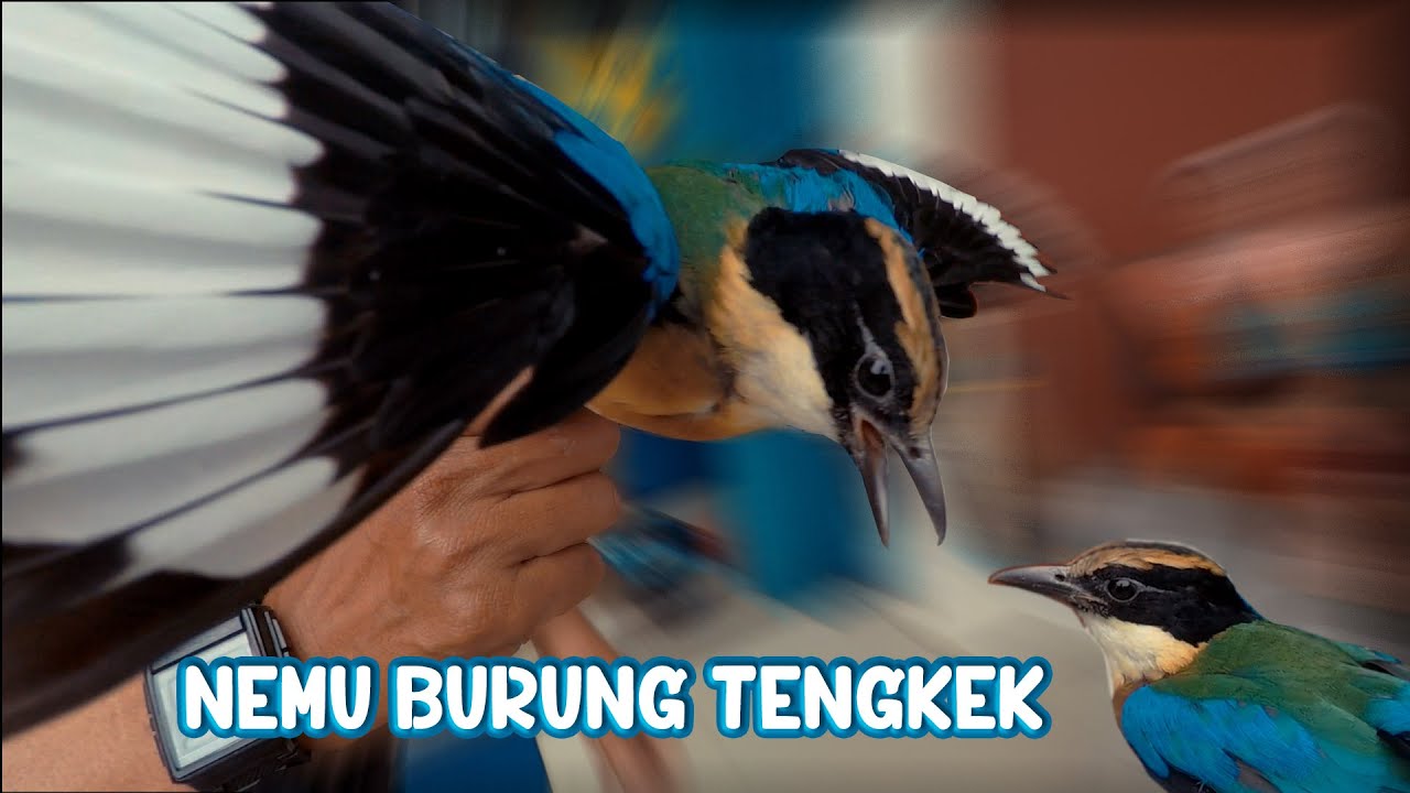 Detail Gambar Burung Tengkek Nomer 53