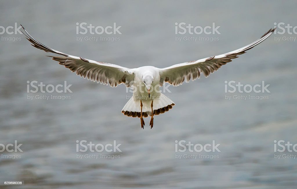 Detail Gambar Burung Terbang Bebas Nomer 21