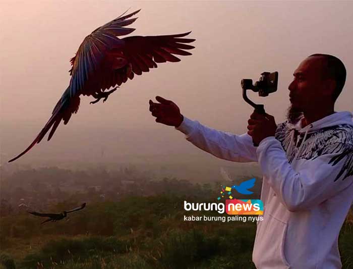 Detail Gambar Burung Terbang Bebas Nomer 53