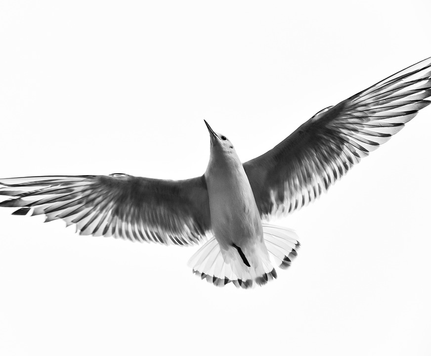Detail Gambar Burung Terbang Hitam Putih Nomer 2