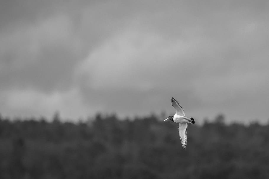 Detail Gambar Burung Terbang Hitam Putih Nomer 58