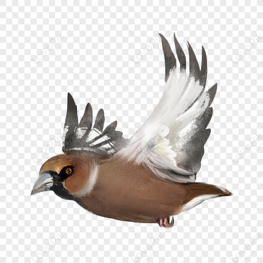 Detail Gambar Burung Terbang Png Nomer 20