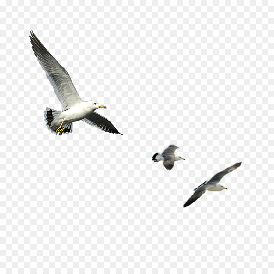 Detail Gambar Burung Terbang Png Nomer 5
