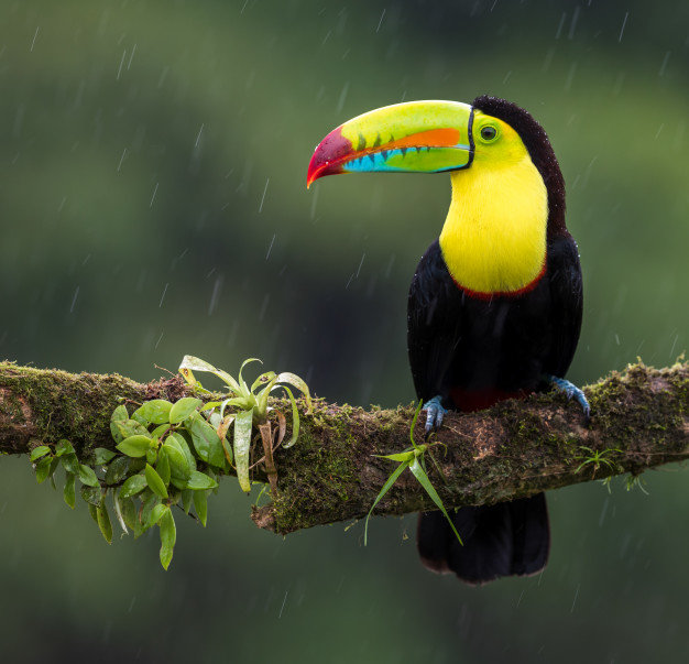 Gambar Burung Termahal - KibrisPDR