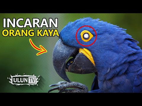 Detail Gambar Burung Termahal Nomer 30