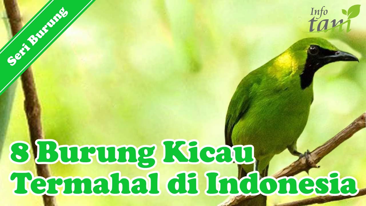 Detail Gambar Burung Termahal Nomer 32