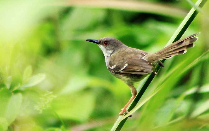 Detail Gambar Burung Termahal Nomer 50