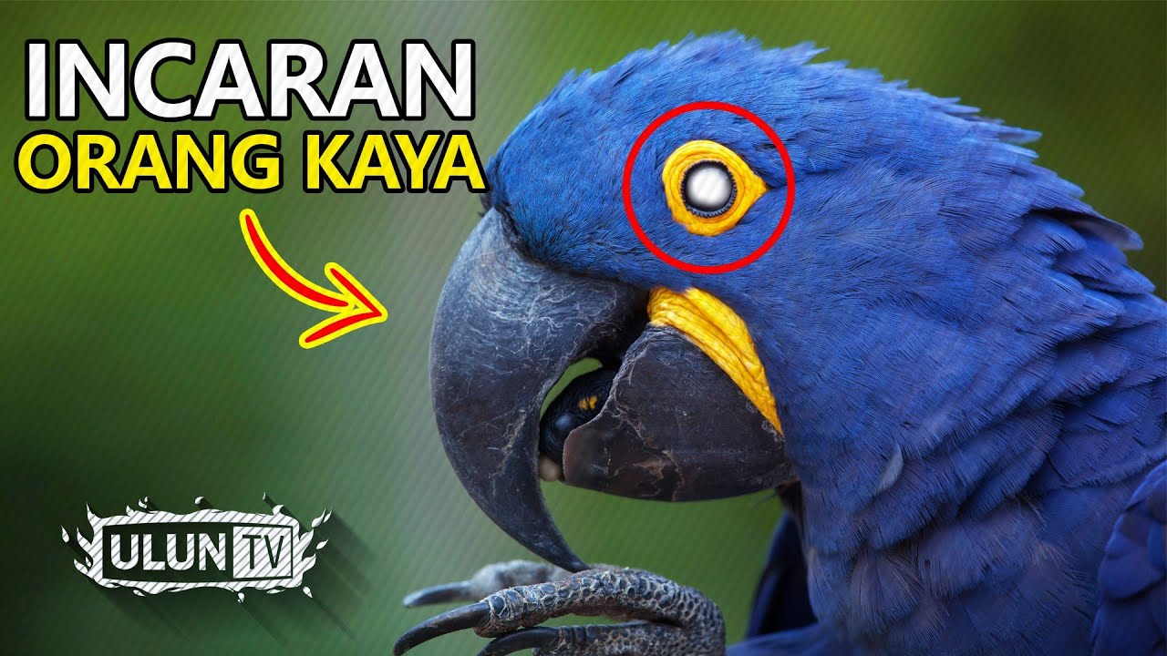 Detail Gambar Burung Termahal Nomer 9