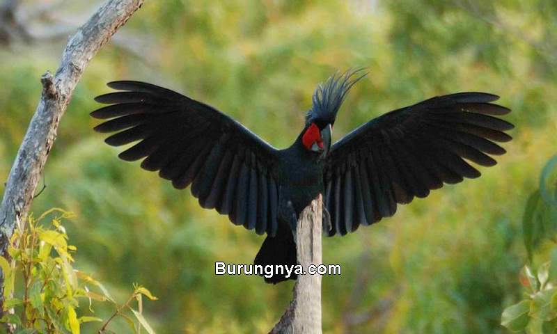 Detail Gambar Burung Termahal Di Dunia Nomer 21